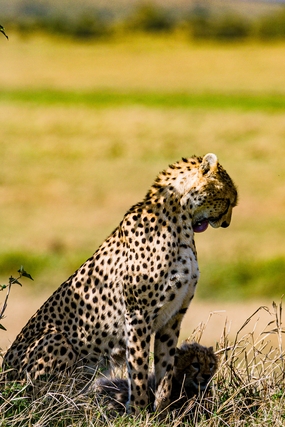 非洲野生猎豹图片